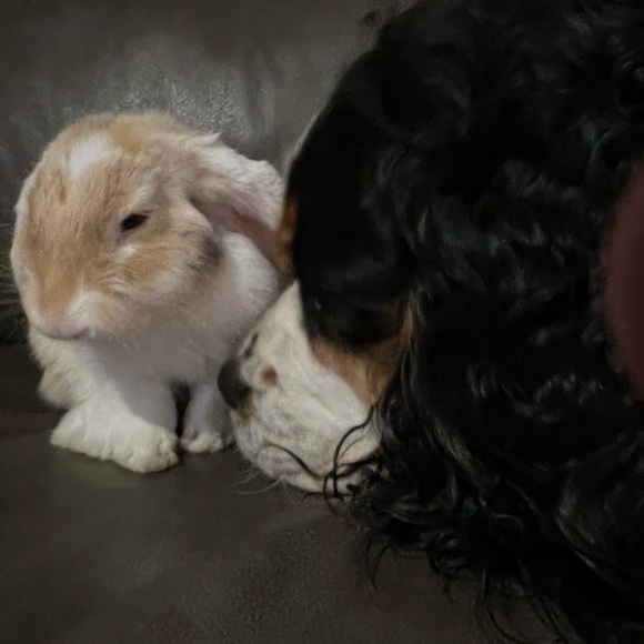 Meet your Posher, Cristy - Picture 5 of 11